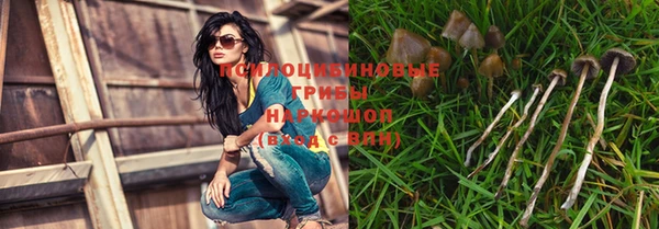 сатива Аркадак